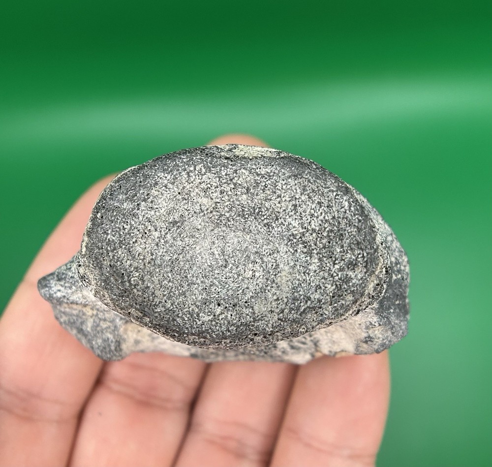 Fossil Dolphin Cetacean Vertebra – Venice, Florida (With Partial Processes)