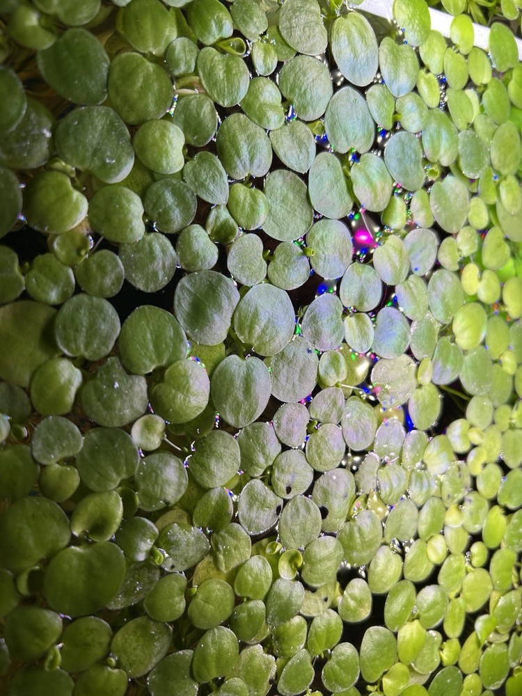 Frogbit - Live Floating Aquatic Plant - 12+ Ct