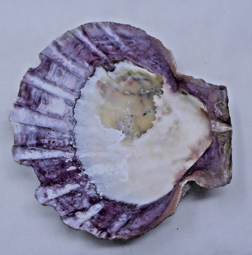 5 1/2" x 6" Bear Paw Clam Seashell