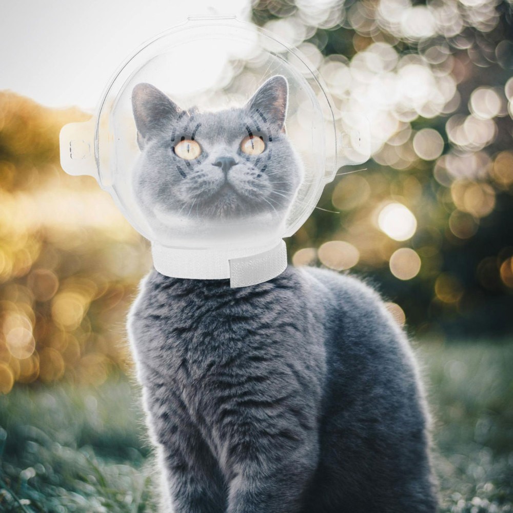 Cat Head Cover Transparent Shield Face Mask Adjustable Protective Hood