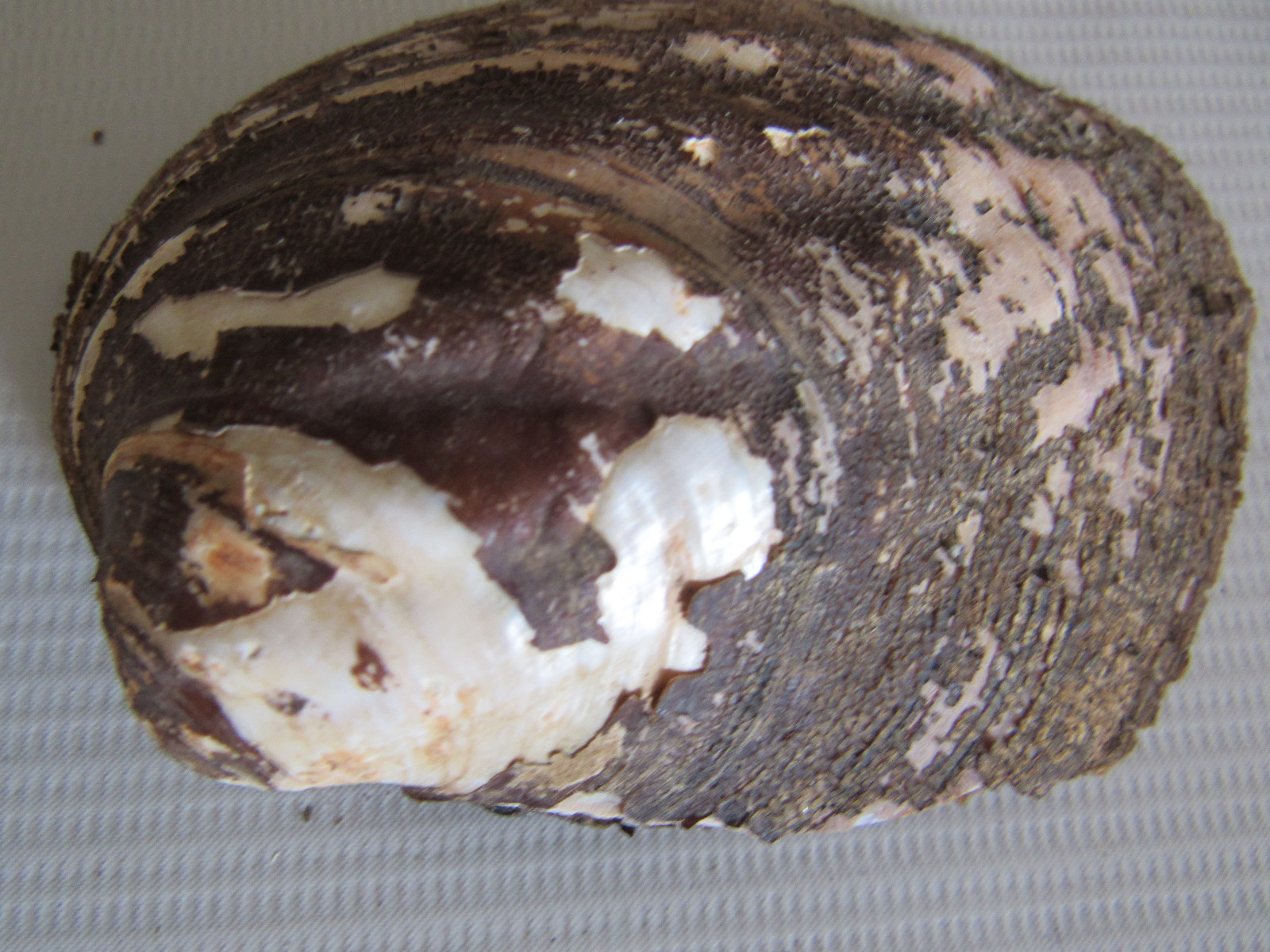 Set of 40 Fifty Year Stock Mother of Pearl Unpolished Freshwater Mussel Shells