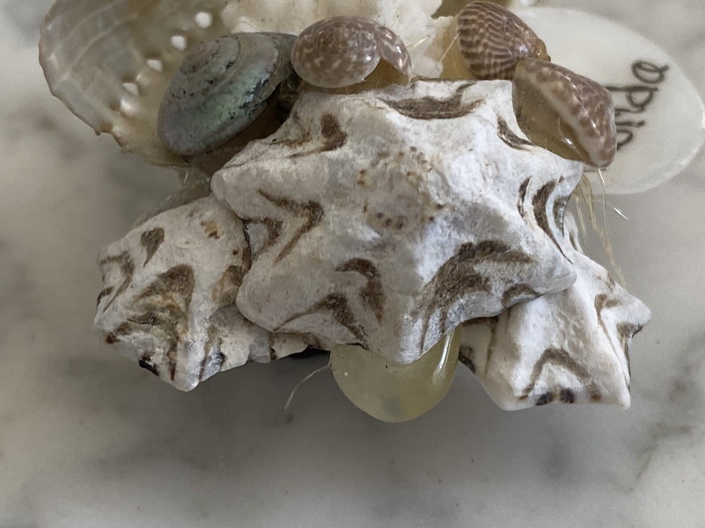 Florida Beach magnet coral shells seashell Sea Shell