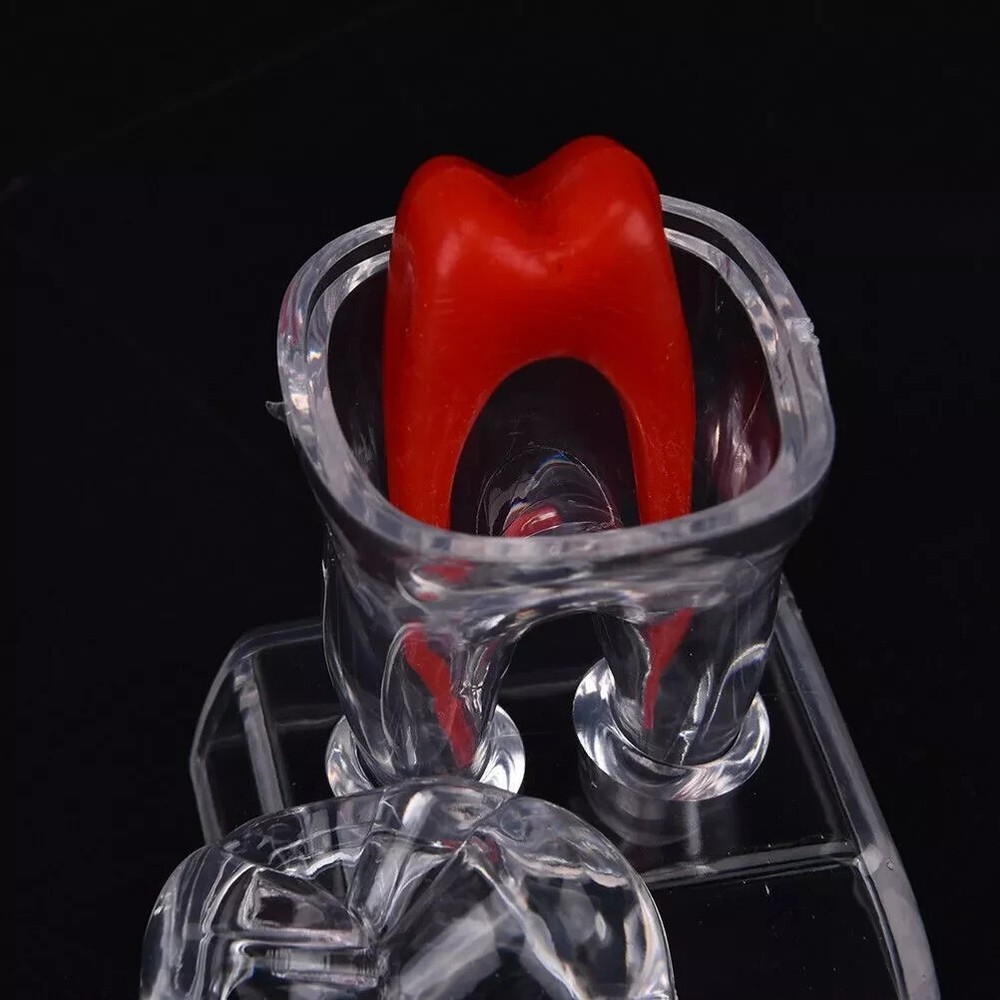 Dental Lab Crystal Base Hard Plastic Teeth Tooth Molar Model Separable For Study