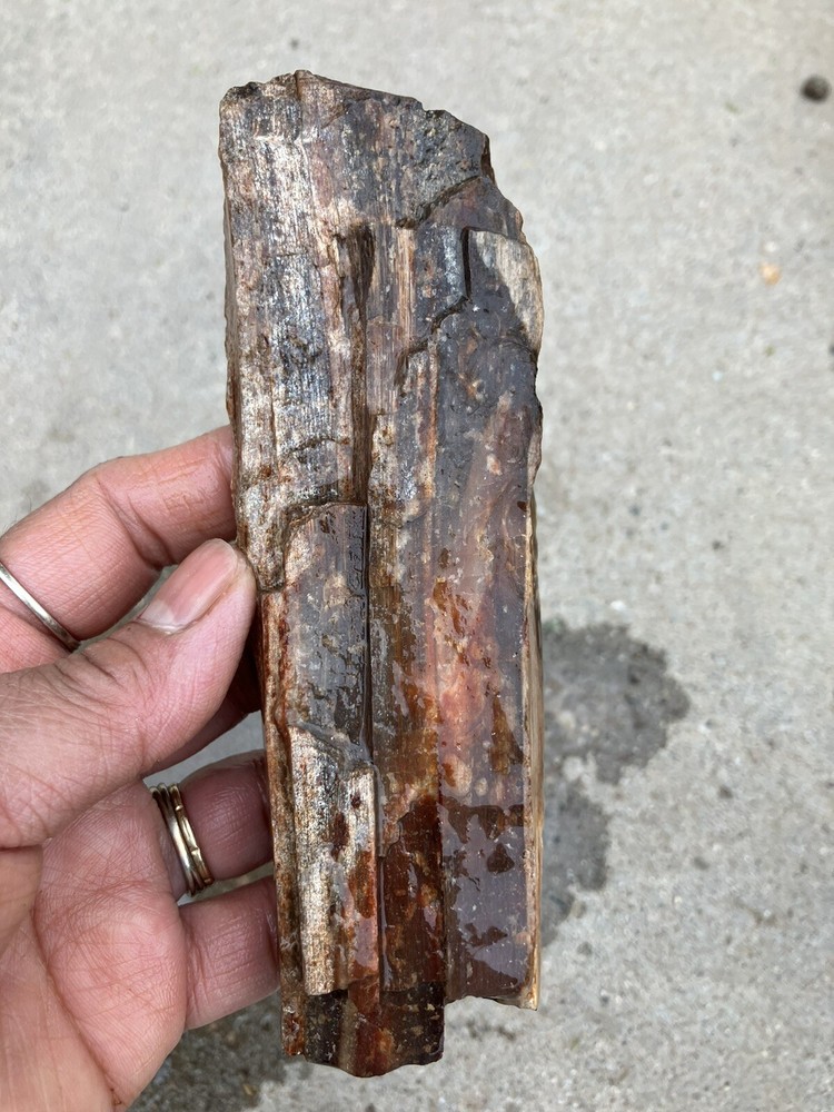 Petrified Wood (NM), Fluorescent Under UV Light