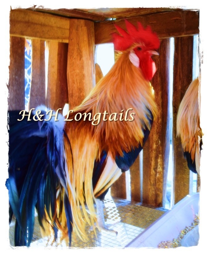 6+ Assorted color Phoenix longtail Chicken hatching eggs L@@K!