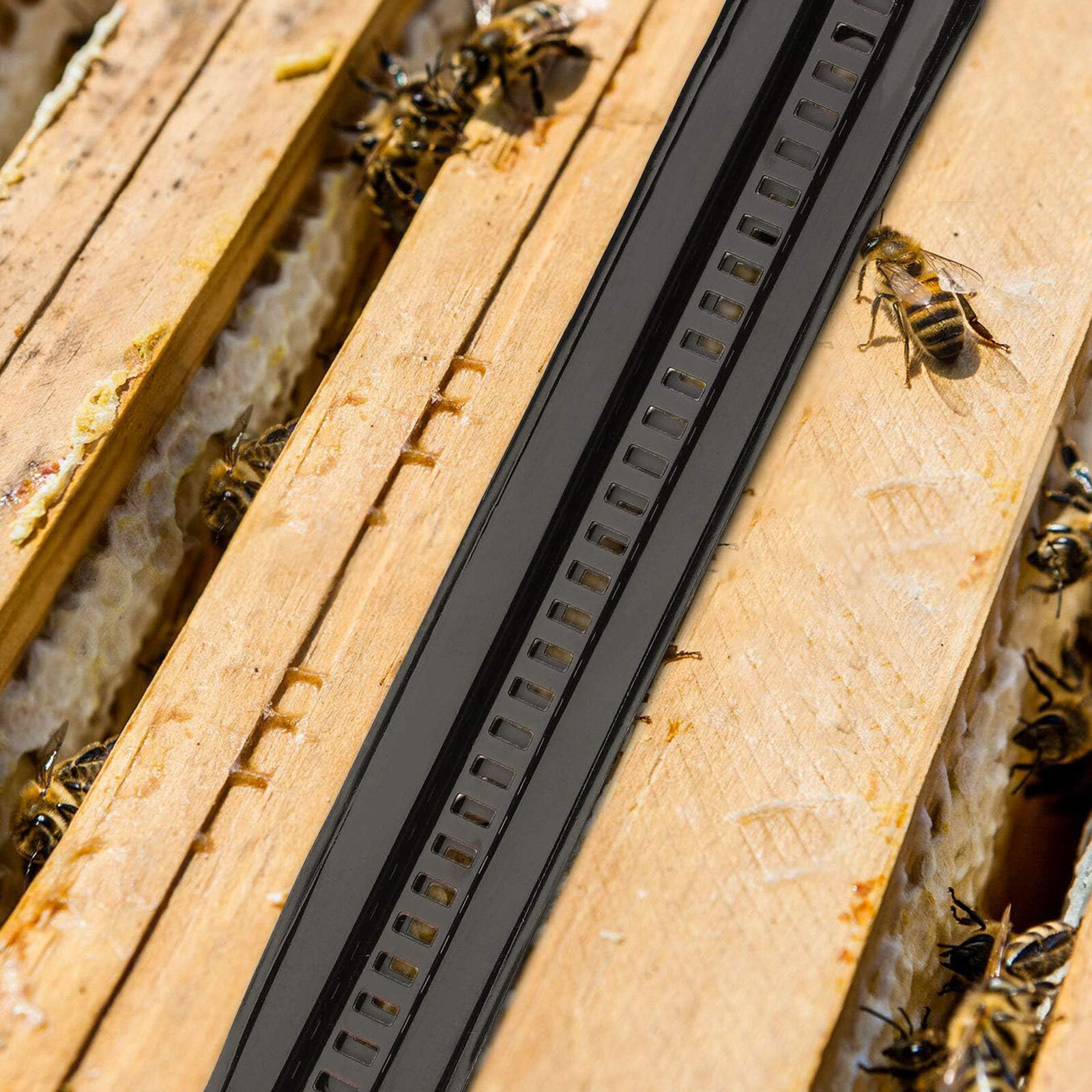 20X Black Bee Hive Beetle Blaster BeeHive Beetle Trap Beekeeping Tool Reusable