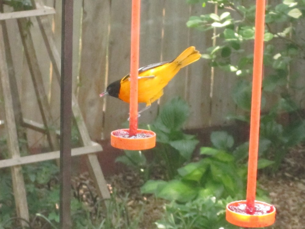 Robin Proof Oriole Feeder.......almost.....read description,video "Bob Stick"