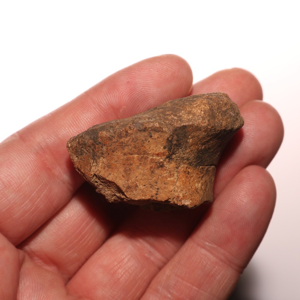 Very Nice Dinosaur Vertebrae Process Bone Fossil Hell Creek Formation Cretaceous