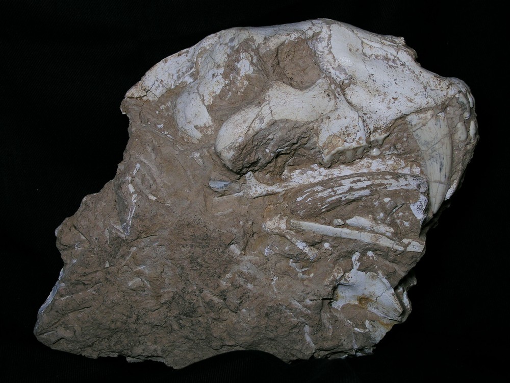 Original Saber-Toothed skull with bones