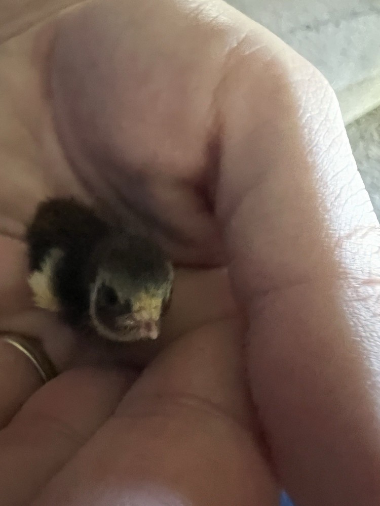 Button Quail Hatching Eggs 16 Eggs