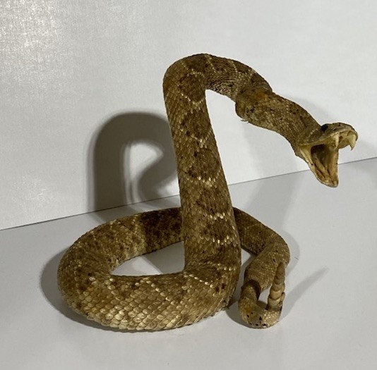 Rattlesnake Taxidermy Mount Rattle Snake Taxidermy Reptile - Cabin Western Decor