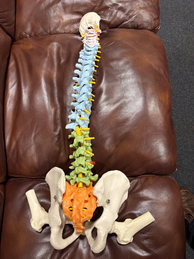 Didactic Flexible Spinal Column Anatomy Model-3B Scientific GmbH