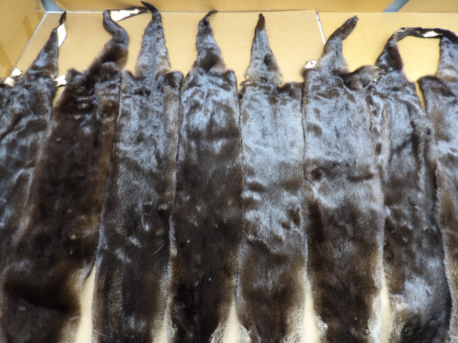 Tanned North American XXL Dark River Otter, Lontra canadensis, soft furs, pelts