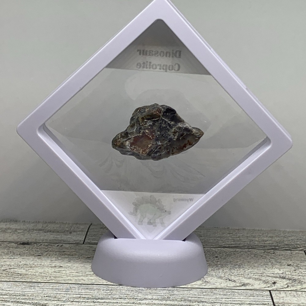 Dinosaur Coprolite (poop) Polished in Display Case