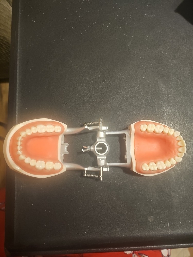 Dental Typodont Model 32pcs With Removable Teeth