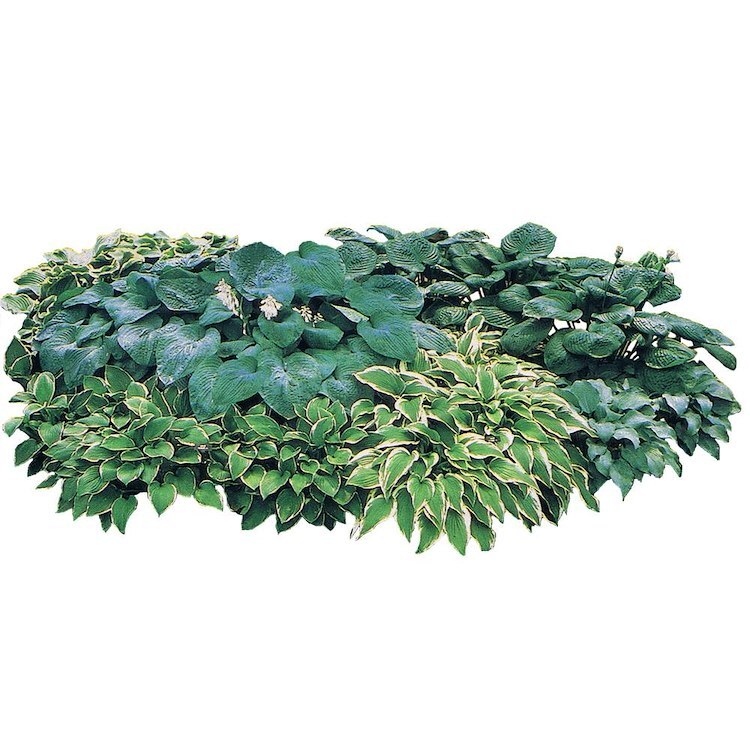 CafePress Hosta Clumps 10" Wall Clock (207234525)