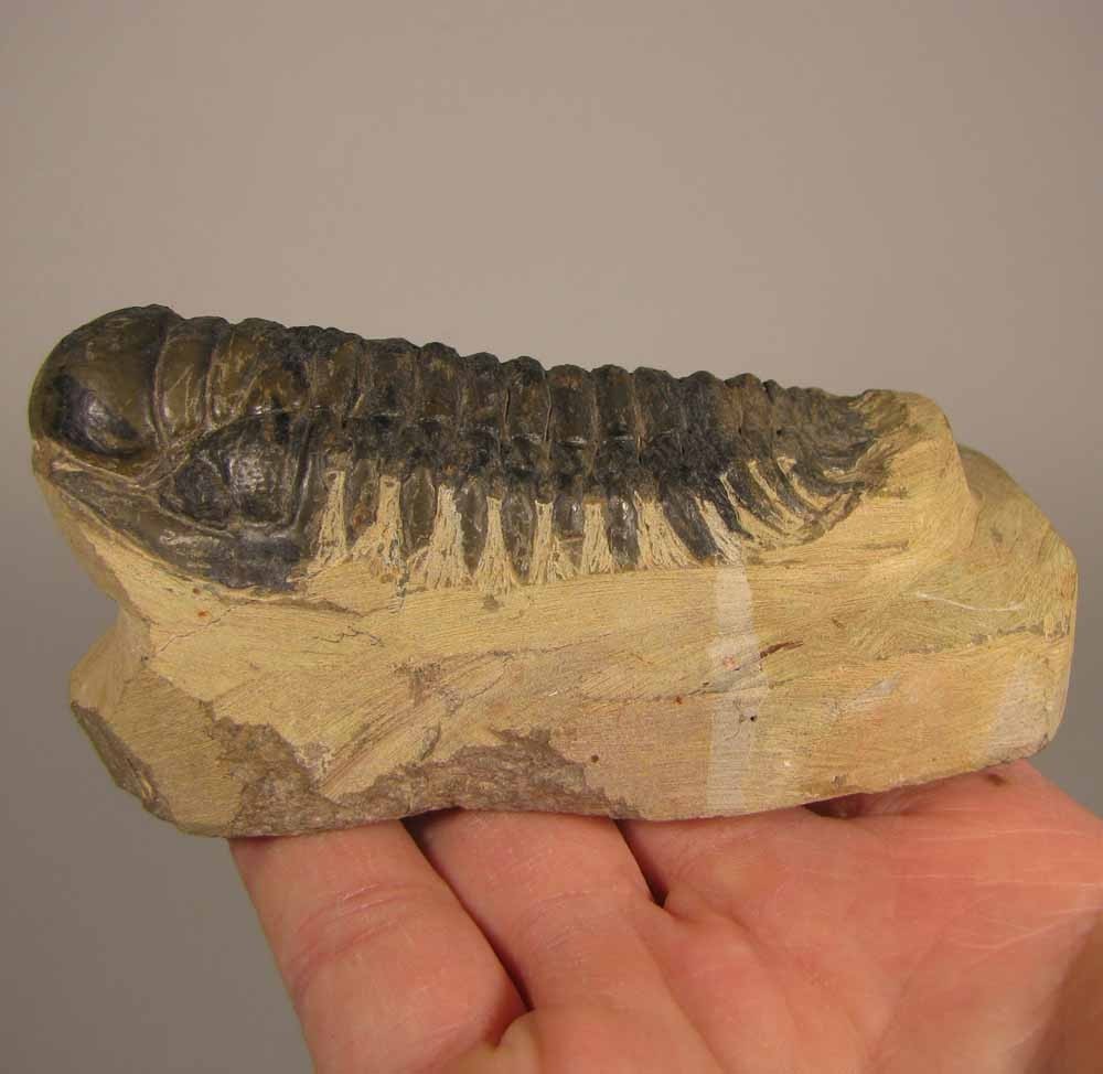 3.4" Crotalocephalus Gibbus TRILOBITE Fossil on Matrix - Devonian Age - Morocco