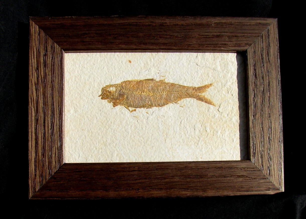 BEAUTIFUL FRAMED KNIGHTIA FOSSIL HERRING FISH FROM WYOMING - GREAT GIFT IDEA!