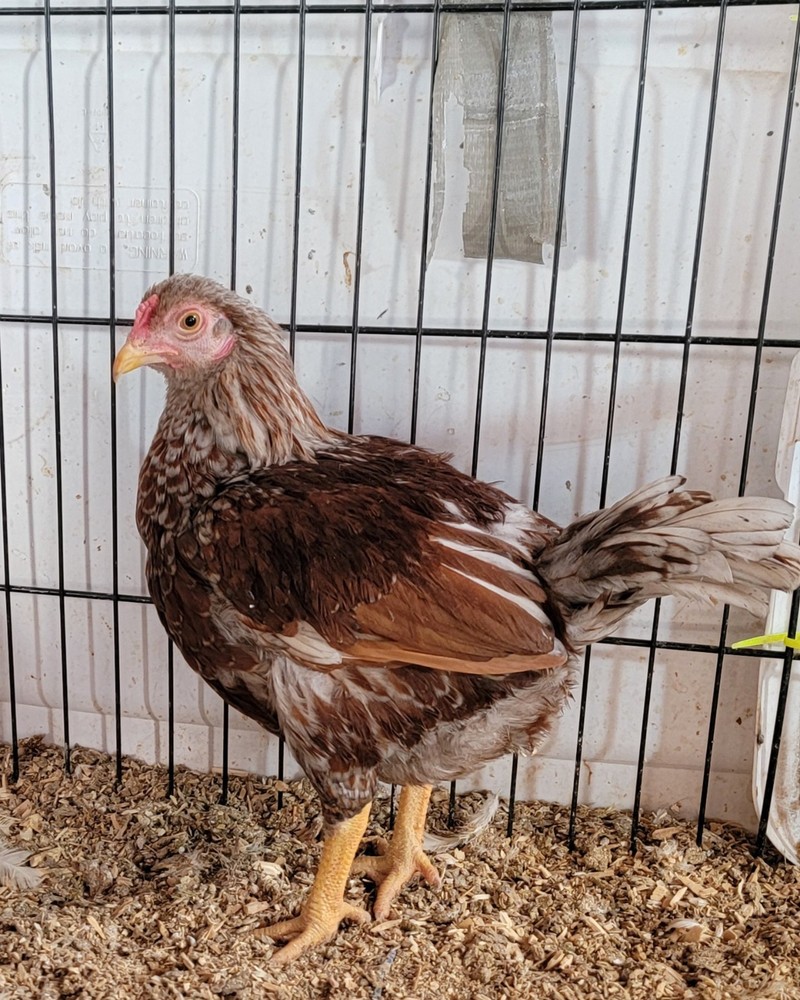 6+ Dark&Light Cornish &Splash Cornish Btm Hatching Eggs