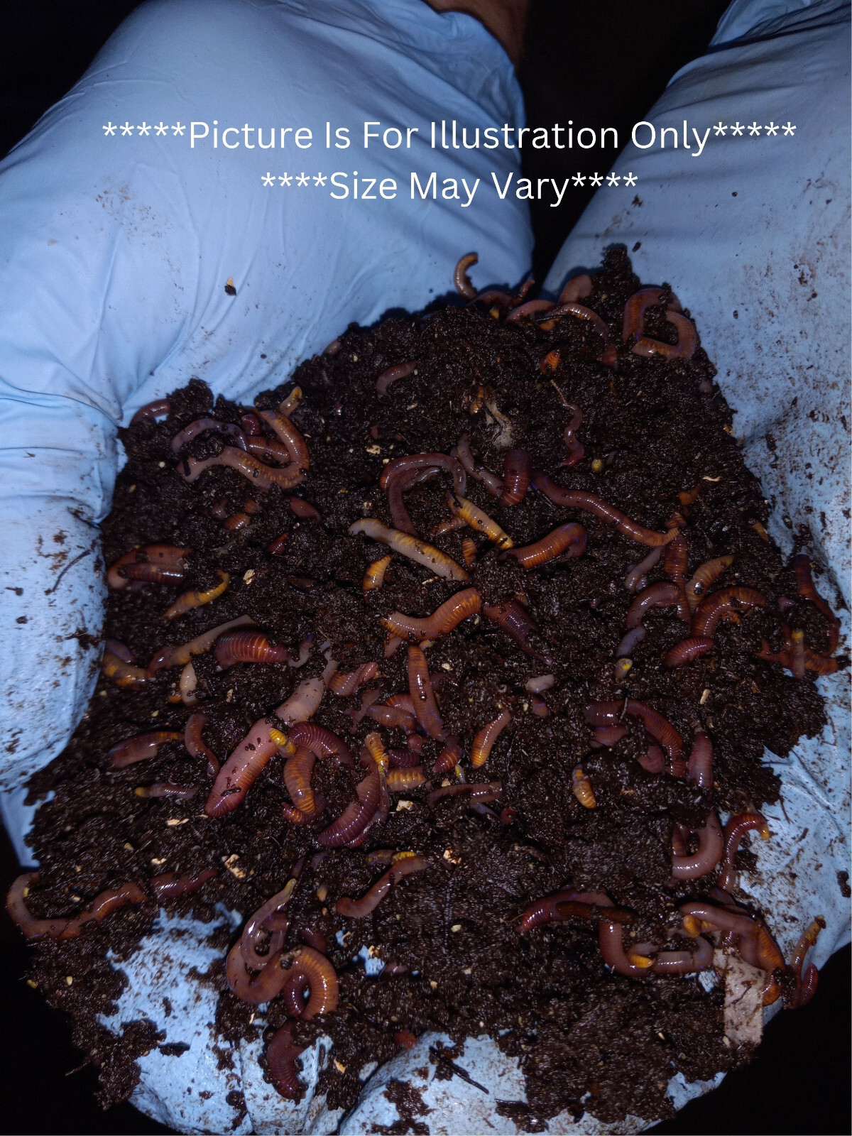 🐛(Terry's) We Always Got Composting Worms! / Fresh/ Free Shipping !🐛