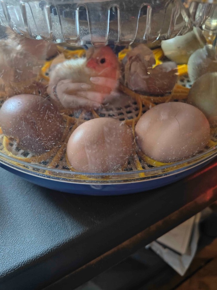 Barnyard Mix Hatching Eggs