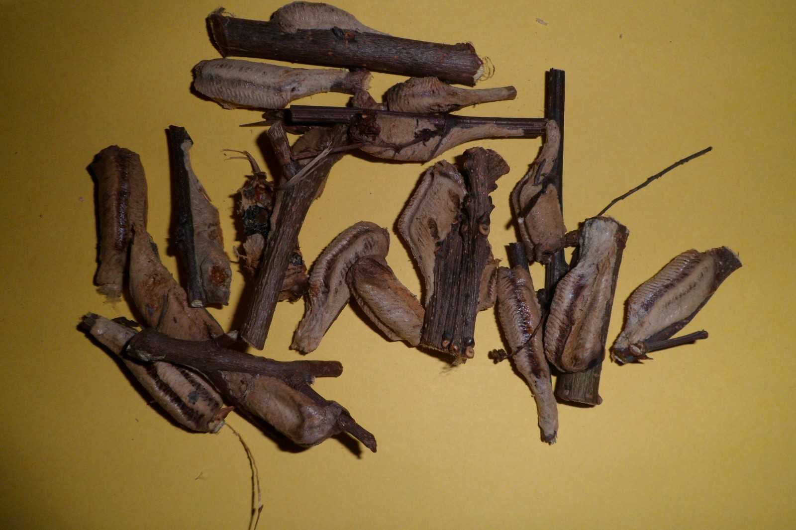 20 Freshly Harvested Carolina Praying Mantis Egg Cases Fresh Picked 2026 season.