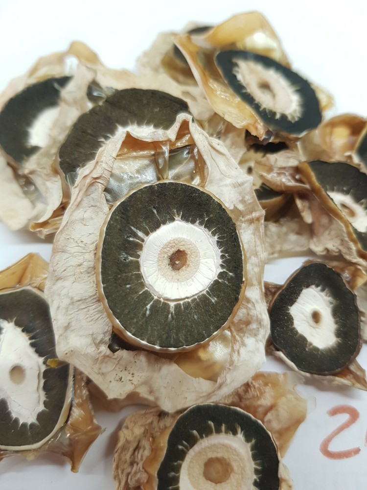 2025 Dried Phallus impudicus veselka stinkhorn