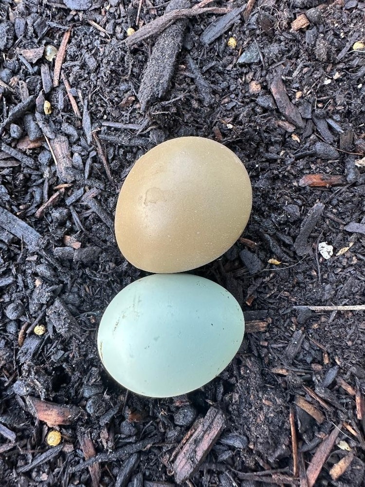 8 Green Variant Pheasant Hatching Eggs