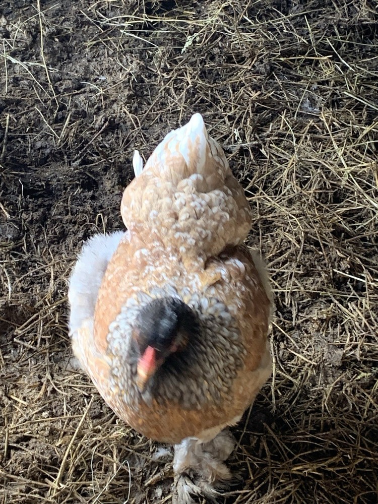 Buff, Dark, Partridge, Isabel Brahma Hatching Eggs 12 Pack. All Pure Breed Pack