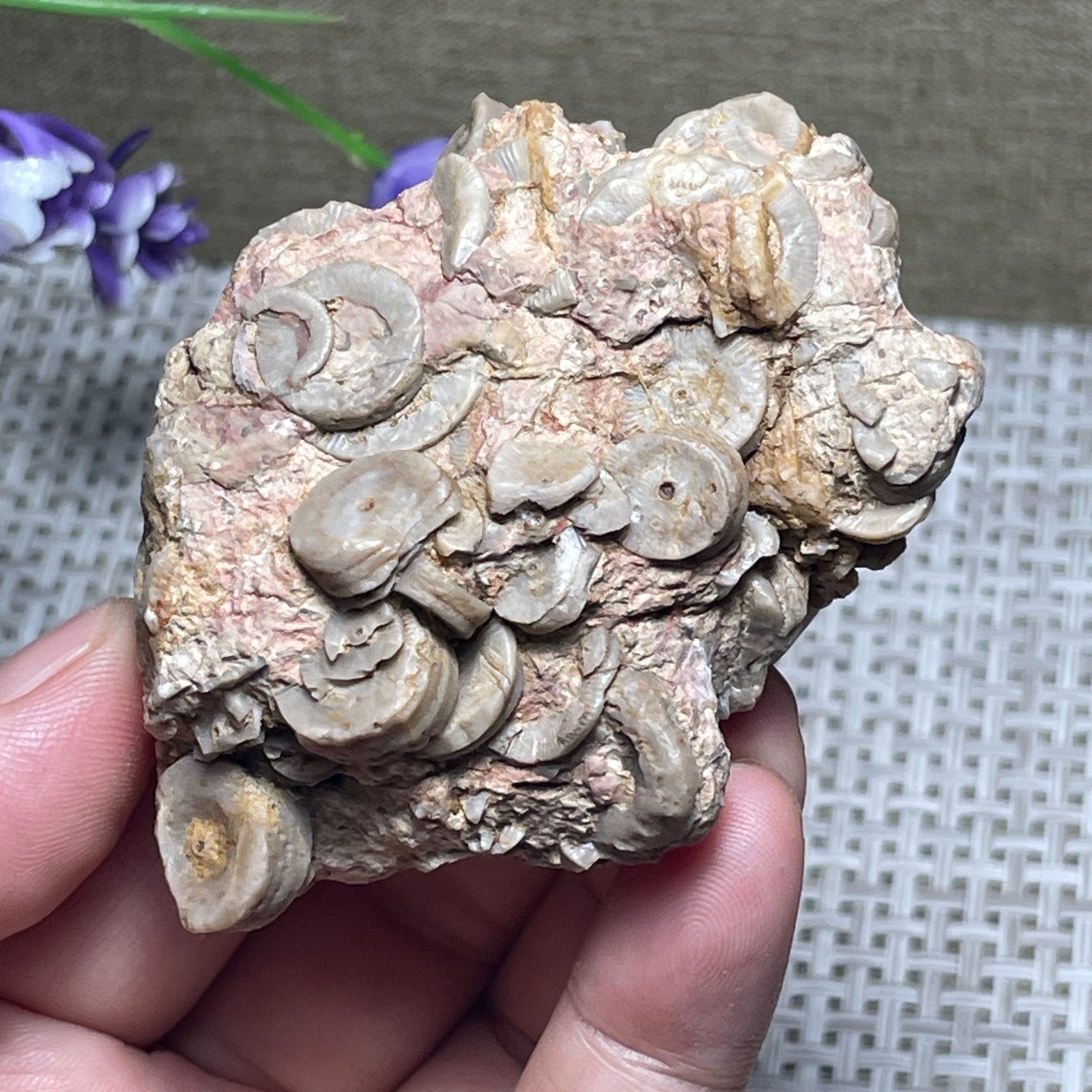 Natural sea lily stem crystal Madagascar - viewing specimen 107g A2