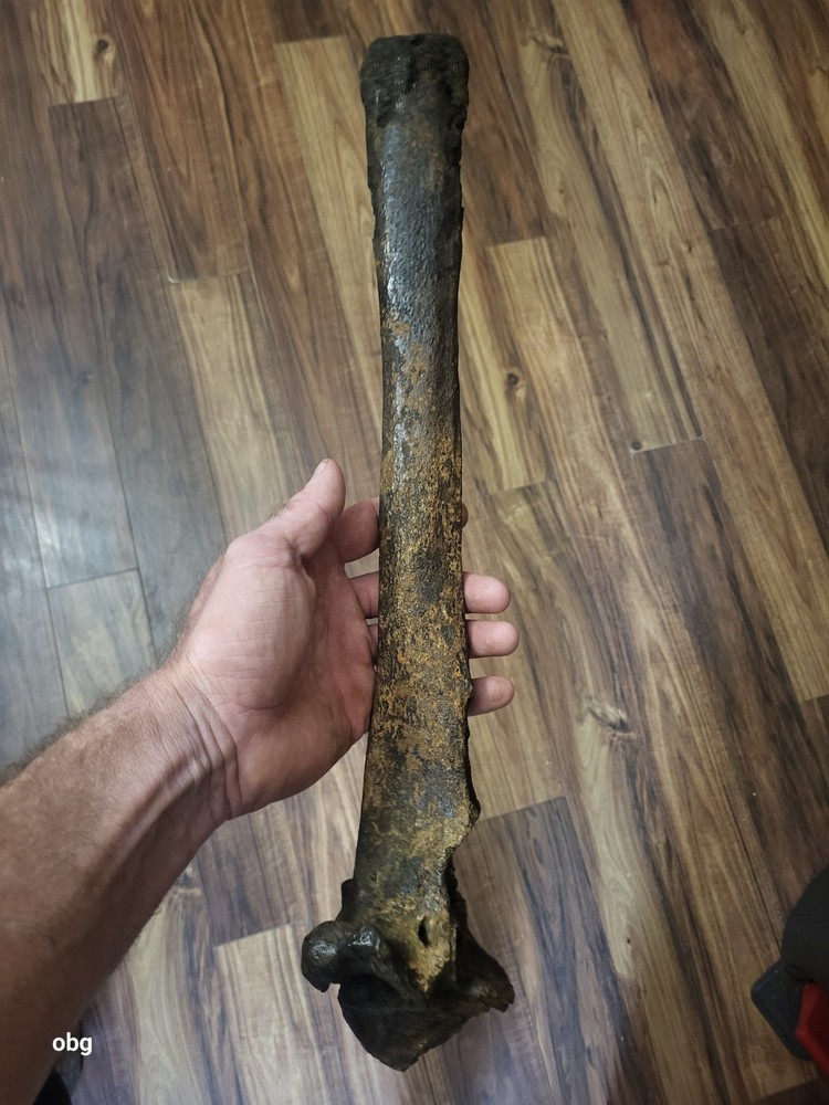 Historic Bison thoracic vertebra