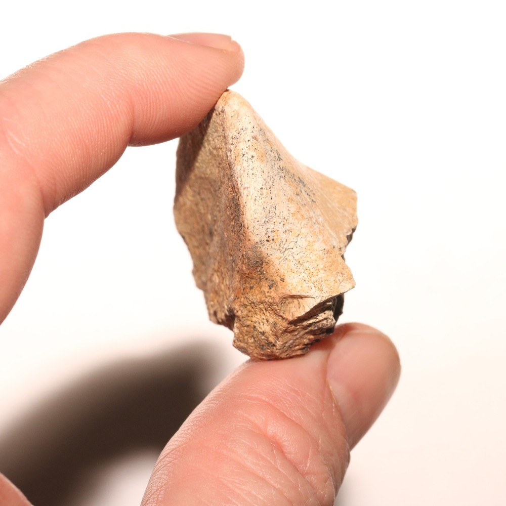Dinosaur Vertebrae Process End Bone Fossil - Hell Creek Formation Cretaceous
