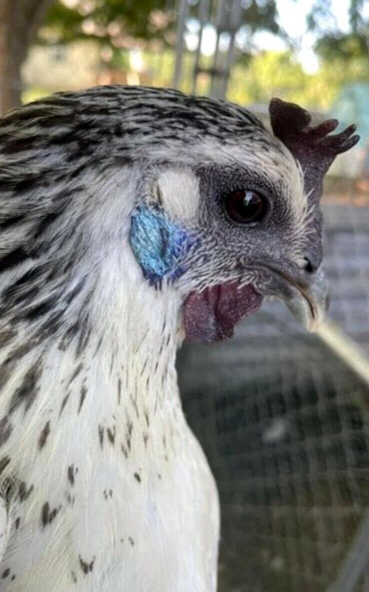 6 NPIP/AI Clean RARE! MOSAIC Chicken Hatching Eggs SHOW QUALITY GRADE A+++