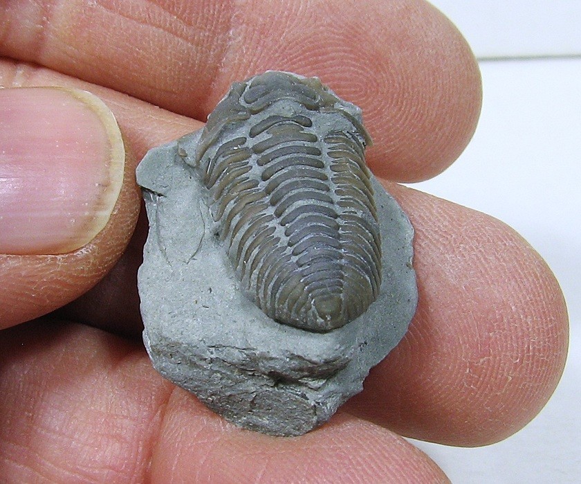 Flexicalymene Trilobite #24