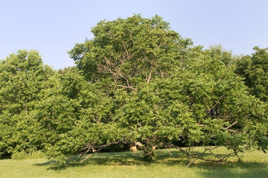 3 White Walnut Tree 12-24" Juglans cinerea Bare Root