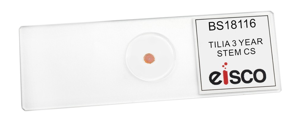 Tilia, 3-Year Stem - Prepared Microscope Slide - 75x25mm - Eisco Labs