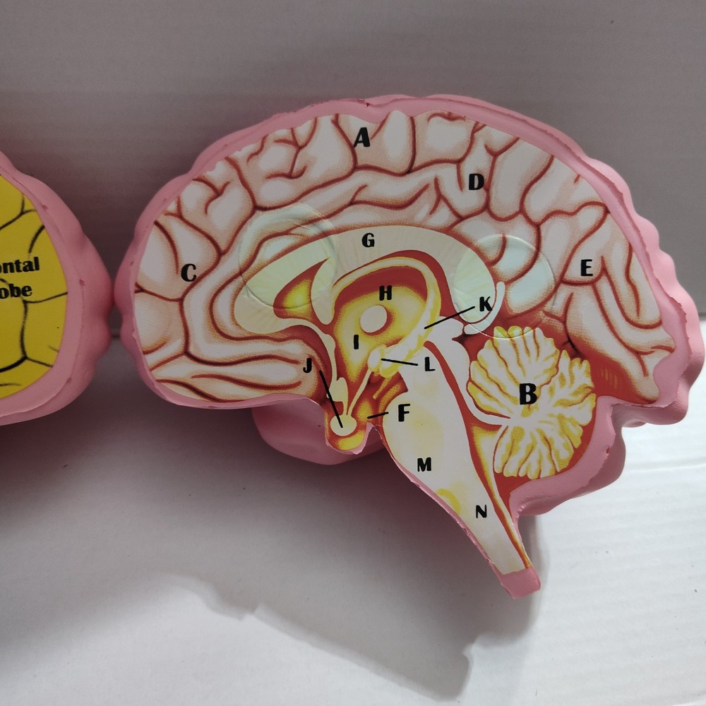 Human Brain Cross Section Foam Model - Educational Anatomy Study Tool - Labeled