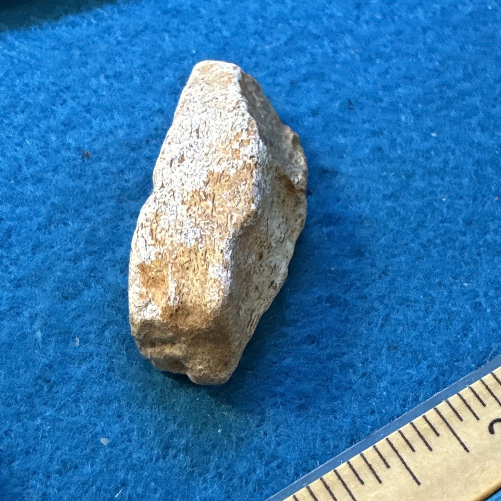 Spinosaurus Extinct Dinosaur Bone Fossil in Display Case