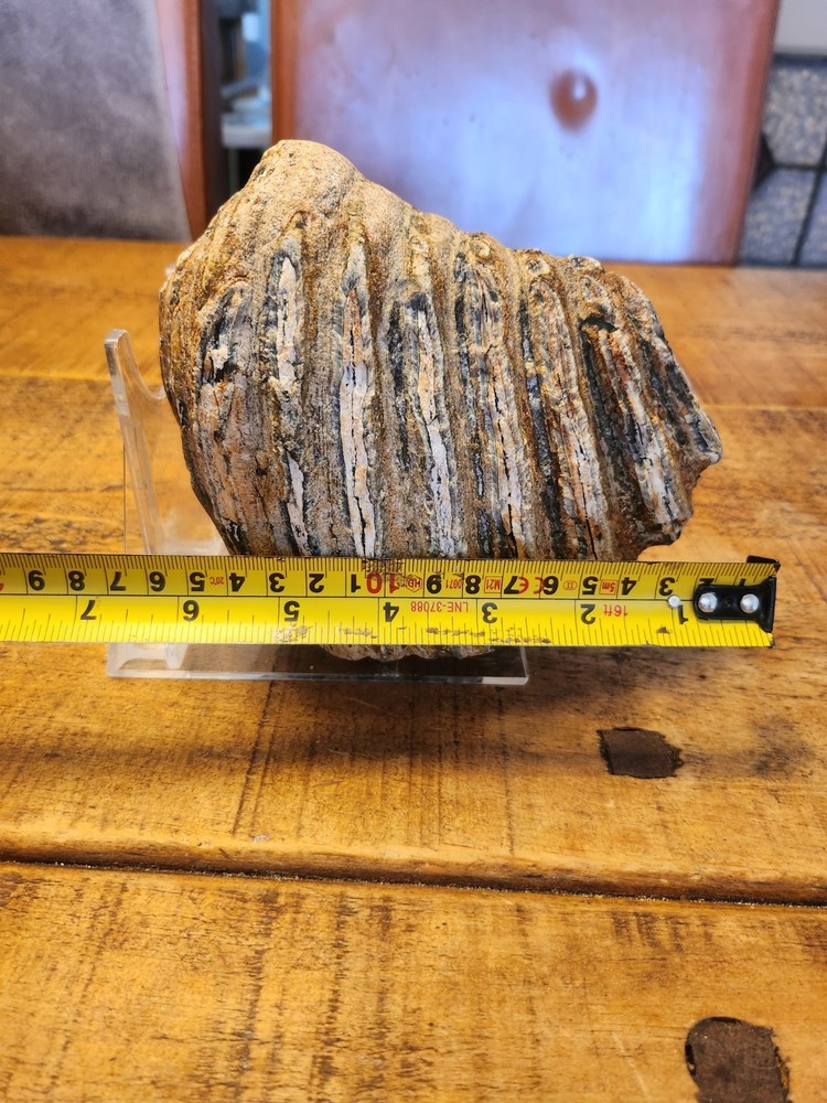 Fossilised tooth found in Happisbugh