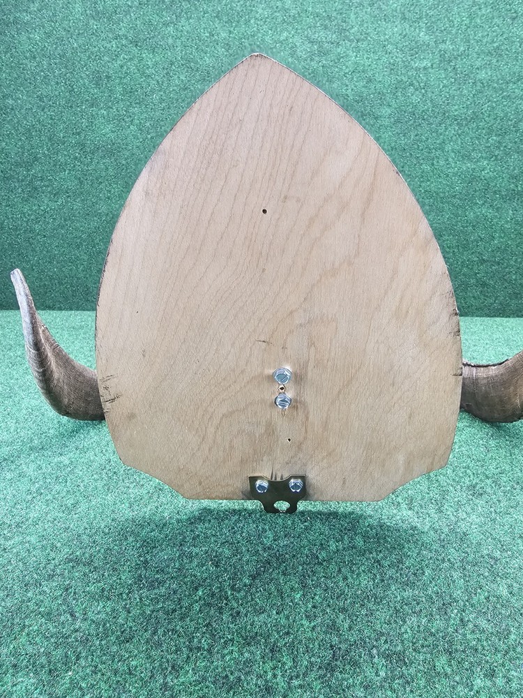 Rams Horn Taxidermy Mount