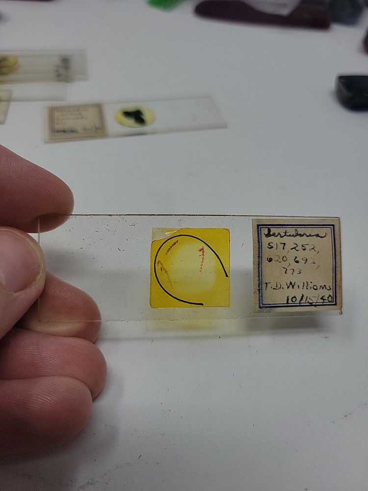 Vintage Microscope Slide 1940