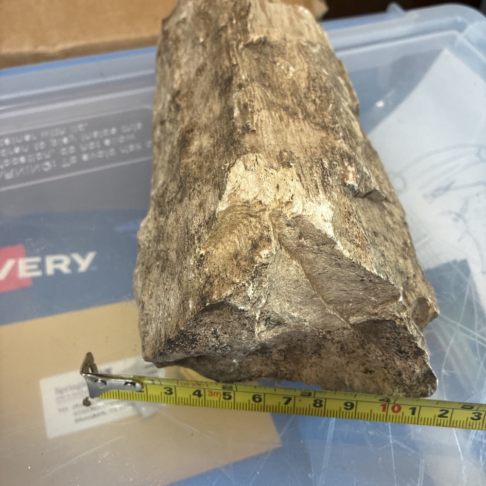 petrified wood rough