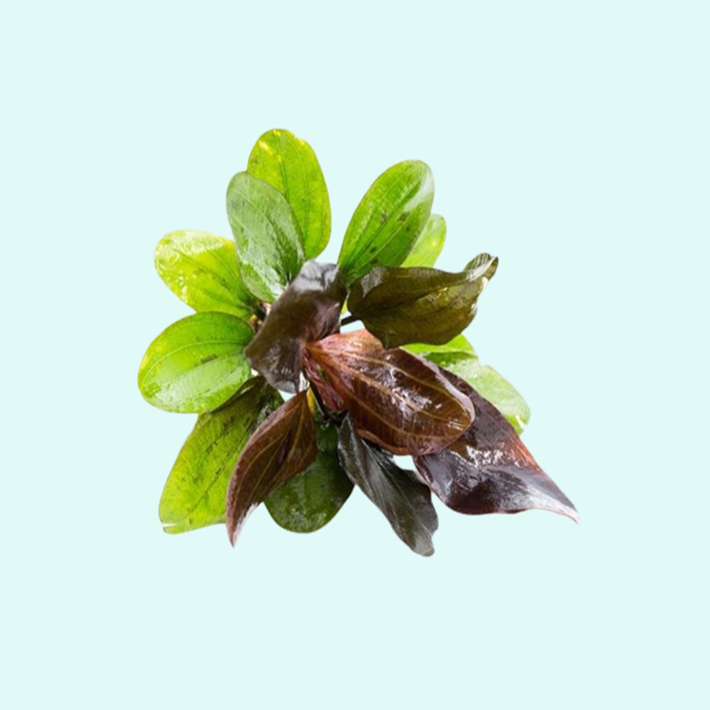 Amazon Sword Echinodorus (Red Pearl) Medium