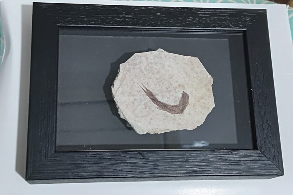 Knighting Fish Fossil In A Frame