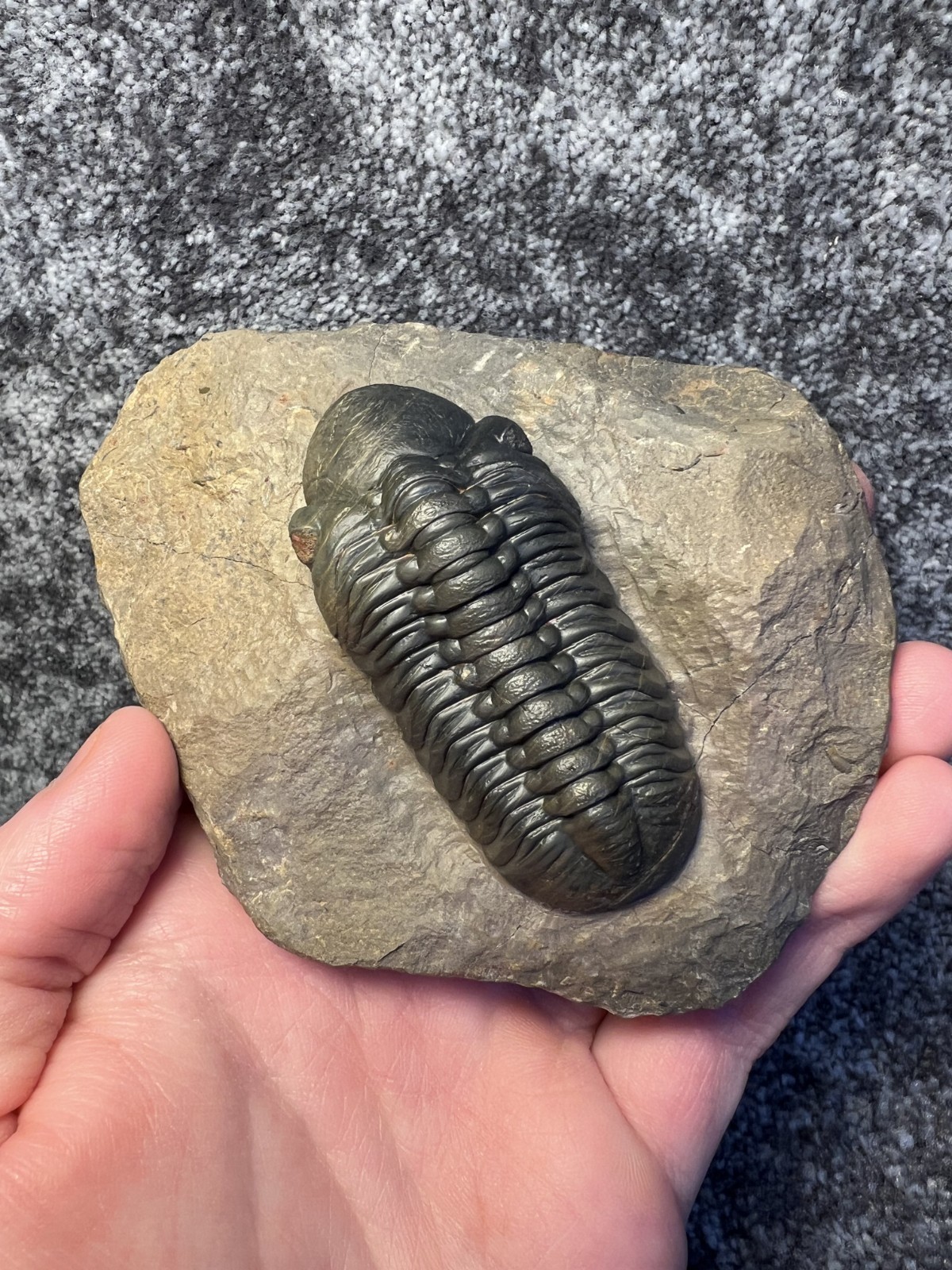 Reedops Trilobite Fossil – Detailed Collector Specimen