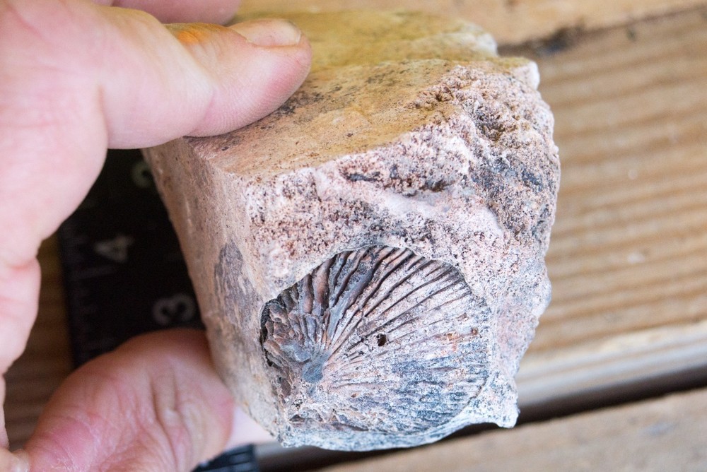 NE Oklahoma Fossil