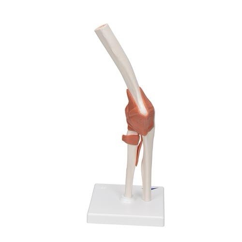 3B Scientific Functional Human Elbow Joint Model with Ligaments A83