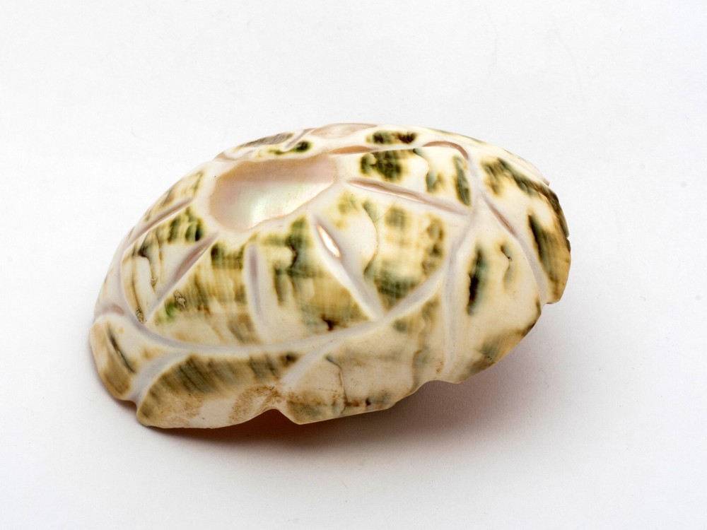 Two Antique Carved Shell Salts