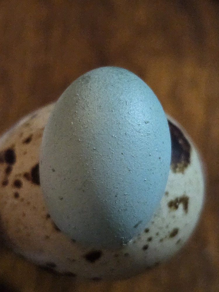 18+ Celadon Blue Coturnix Quail Hatching Eggs - 100% True Blue