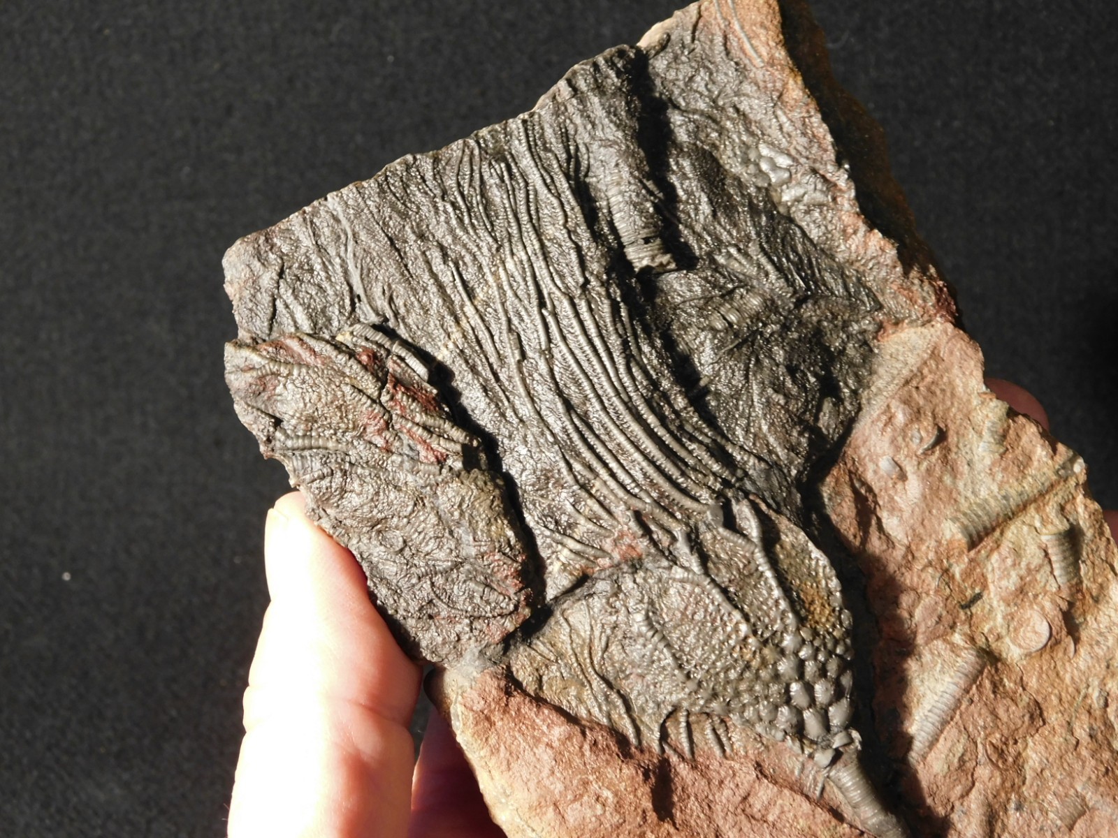 LARGER! 430 Million Year Old! CRINOID Fossil or Sea LILY Fossil Morocco 686gr